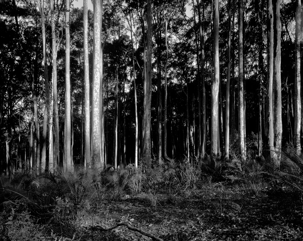 Spotted gums and burrawangs by peterdegraaff