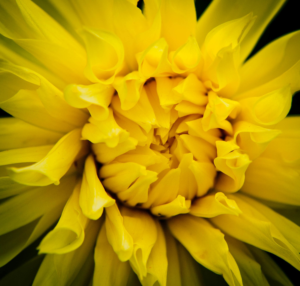 Yellow Giant Dahlia by tracybeautychick
