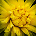 Yellow Giant Dahlia by tracybeautychick