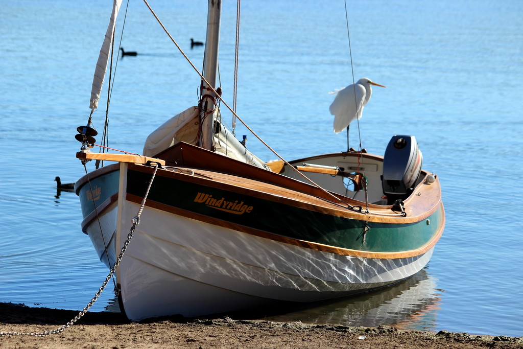 "Bird on a Boat"... by tellefella