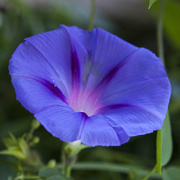 29th Aug 2014 - Morning Glory Close Up 