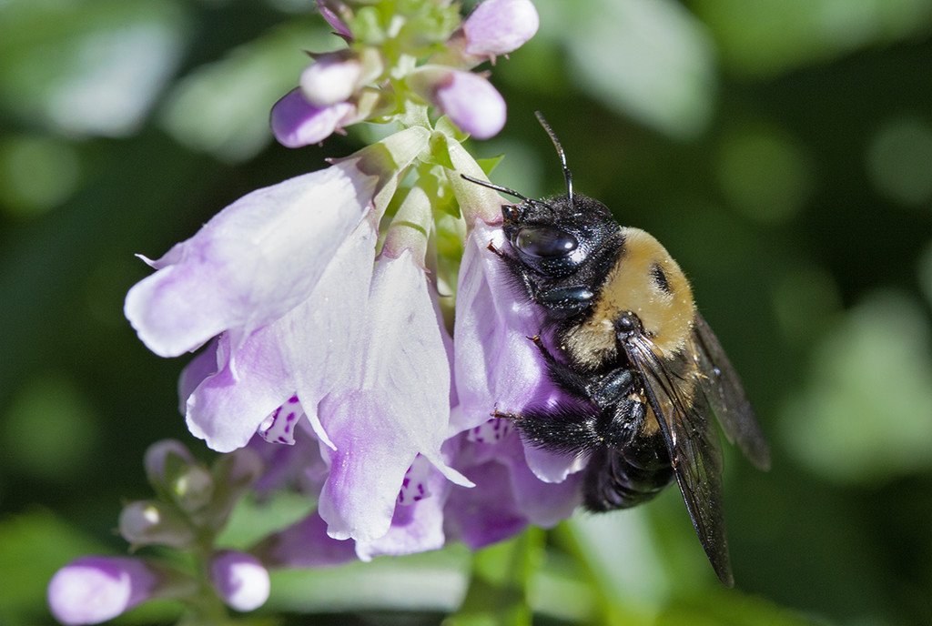 Giant Bee by gardencat