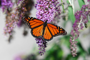 29th Aug 2014 - Butterfly on a butterfly bush!