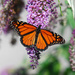 Butterfly on a butterfly bush! by fayefaye