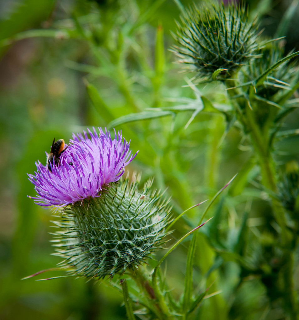 Thistle by tracybeautychick