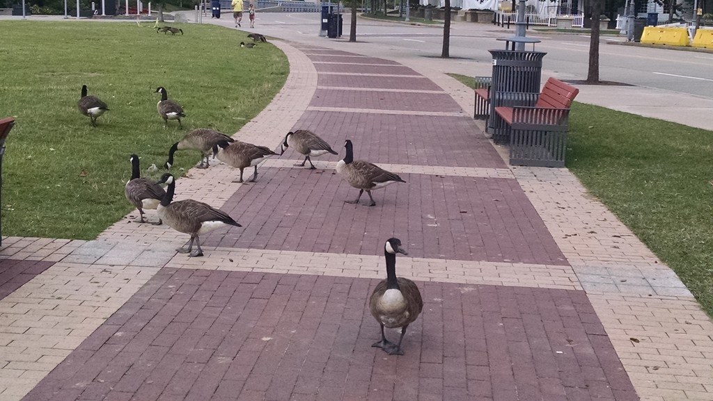 YOU SHALL NOT PASS THE GEESE! by steelcityfox