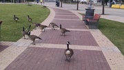 21st Jul 2014 - YOU SHALL NOT PASS THE GEESE!