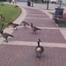YOU SHALL NOT PASS THE GEESE! by steelcityfox