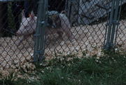 30th Jul 2014 - Pig Races!