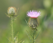 29th Aug 2014 - Once upon a thistle there was a little ant....