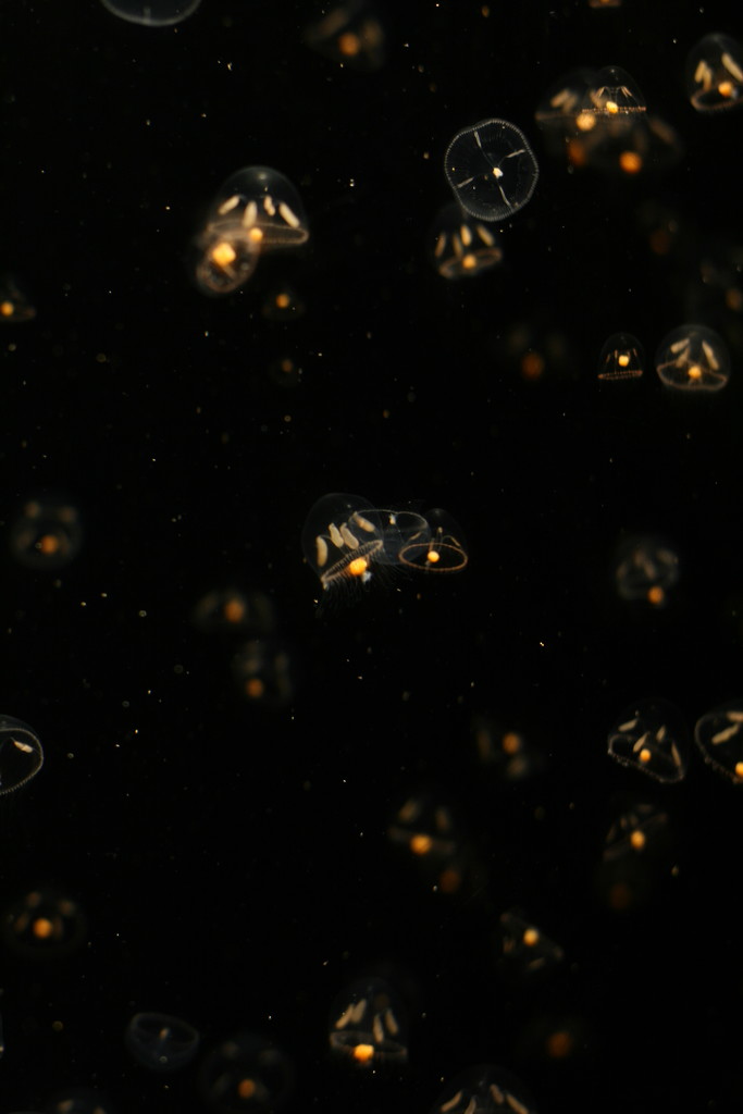 Jellyfish by kerristephens