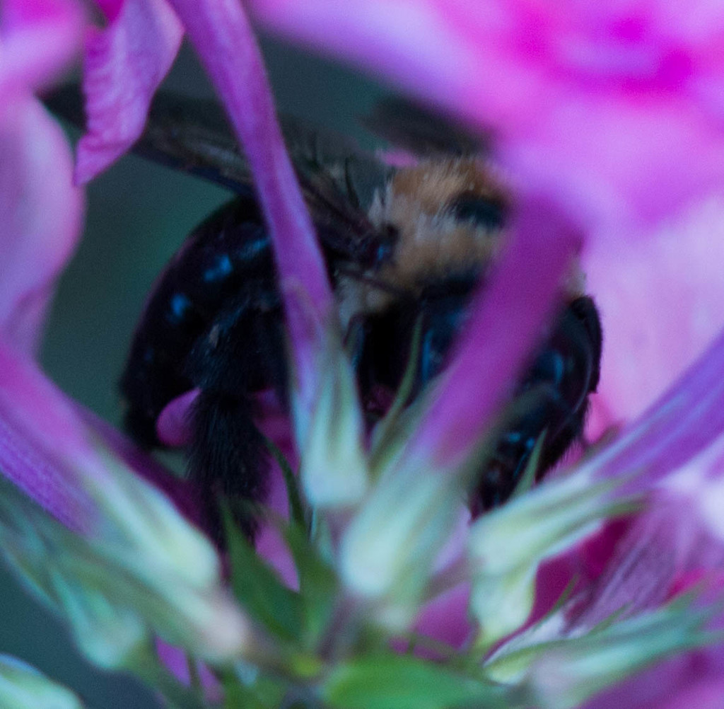 The Cowardly Bee by cdonohoue