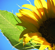 29th Aug 2014 - Sunflower