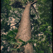 Kauri Pine by annied