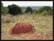 30th Aug 2014 - Ant hill