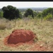 Ant hill by kerenmcsweeney