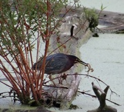 29th Aug 2014 - Green Heron gets a Frog
