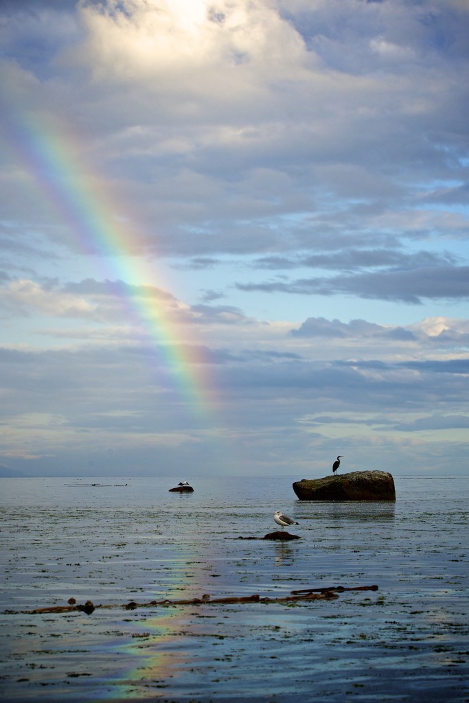 Reflected Rainbow with a Heron by kwind