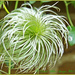 Clematis Seed Head by carolmw