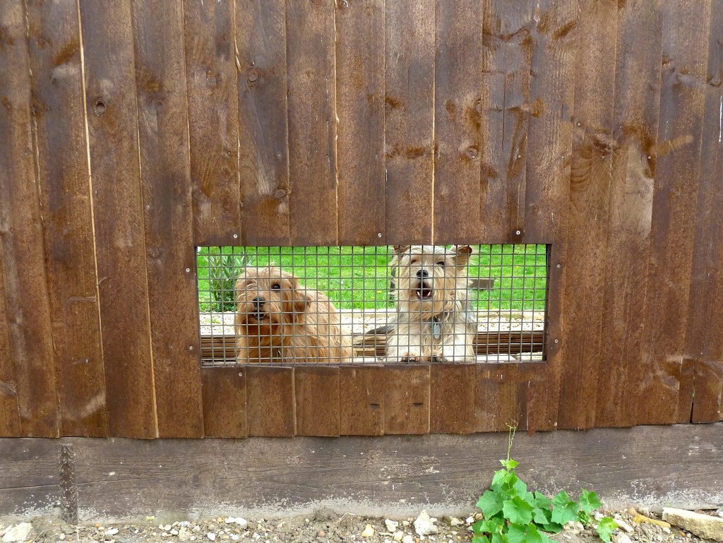 Little guard dogs by wendyfrost