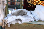 7th Aug 2014 - Timber Wolf, cayote pelts.