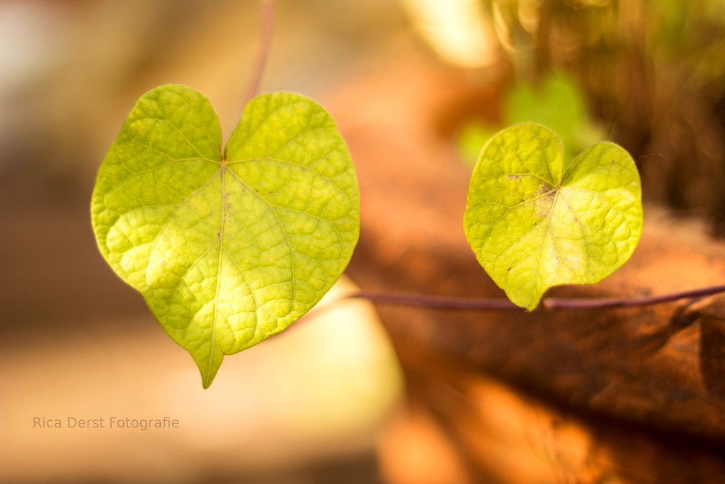 nature loves you #121 by ricaa