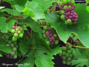 30th Aug 2014 - Sour Grapes?