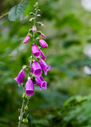 30th Aug 2014 - Foxglove in the woods - 30-08