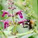 Bee in the woods - 30-08 by barrowlane