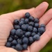 Blueberry picking by kanelipulla