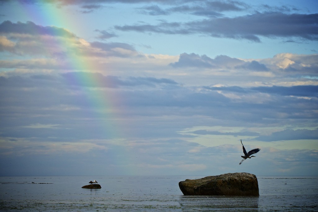 Rainbow jumping Heron by kwind