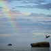 Rainbow jumping Heron on 365 Project