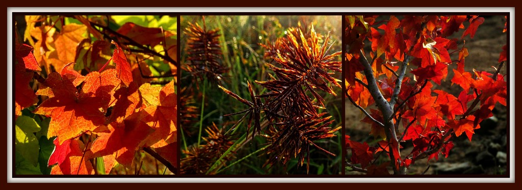 Signs of Fall by milaniet