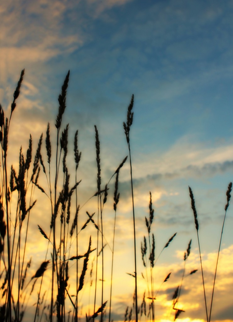 grasses at sunset by edie