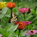 Tiger Swallowtail by annepann