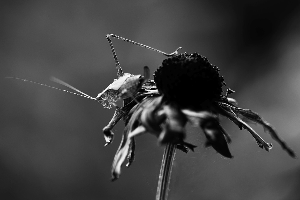 Katydid in Black and White  by mzzhope