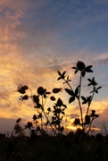 18th Aug 2014 - clovers at sunset