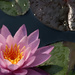 Water Lily by lstasel