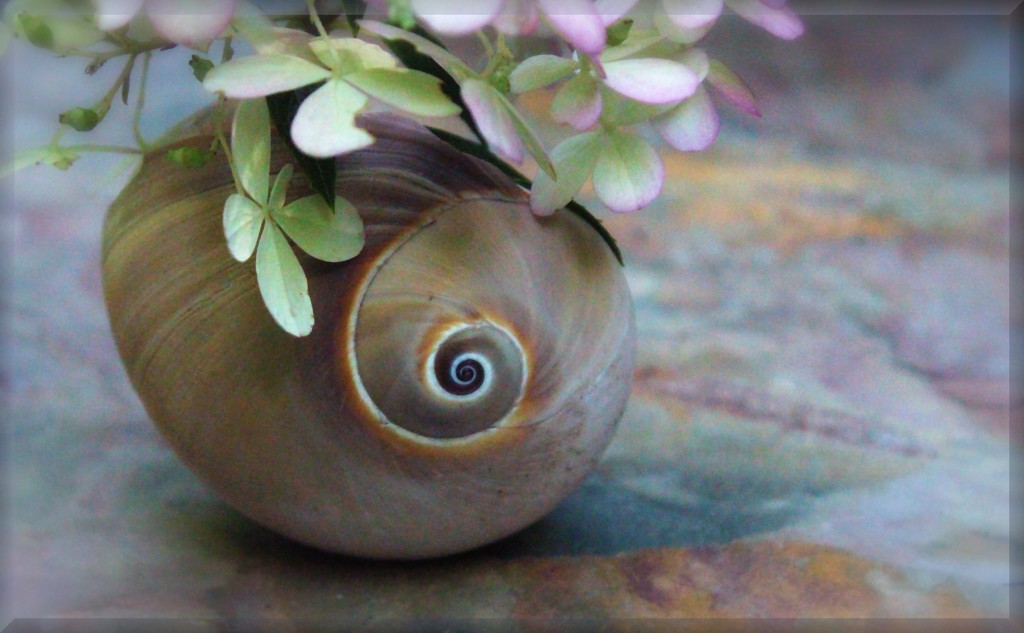 Seashell Vase... by paintdipper
