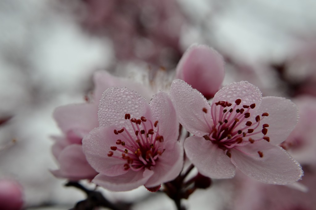 No sun shining on these blossoms by dianeburns