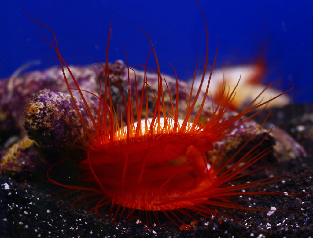 Flame Scallop by hondo