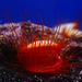 Flame Scallop by hondo