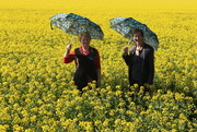 30th Aug 2014 - Ballet nymphs in the canola!