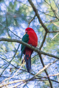 29th Aug 2014 - Mr King Parrot