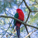 Mr King Parrot by goosemanning