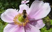 31st Aug 2014 - fraternising with a Japanese anemone