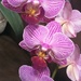 Orchids by plainjaneandnononsense