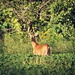 Deer me! by farmreporter