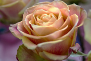 28th Nov 2012 - Pink and Yellow Rose