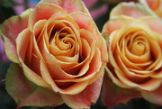 15th Apr 2012 - Roses